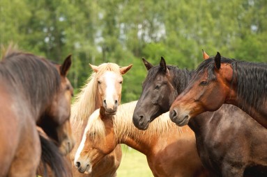 Zirgu izjāde Latgalē – Daugavas loku burvība diviem (3,5km)
