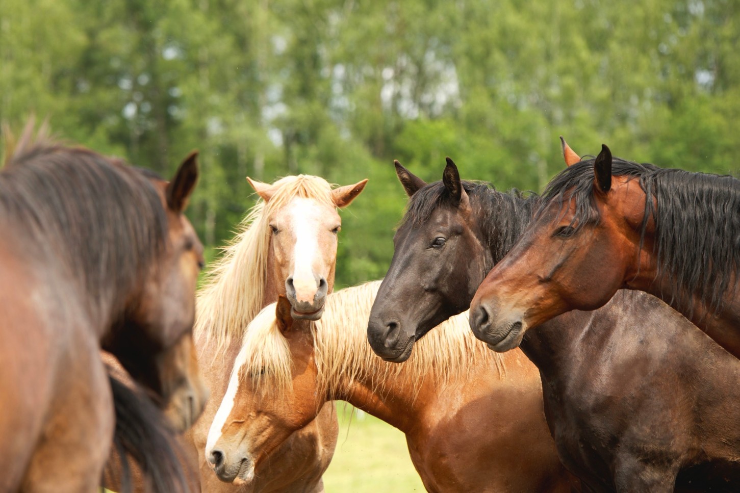 Zirgu izjāde Daugavas lokos – Latgales miers diviem (5km)