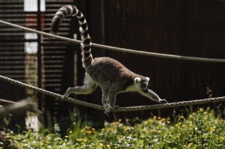 Sigulda ZOO и встреча с лемурами для ребенка (3–17 лет)