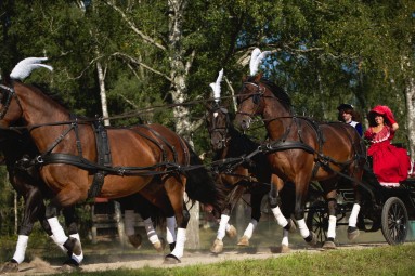 Подарочная карта конного двора KLAJUMI