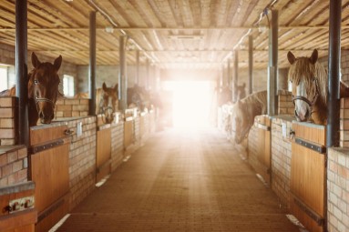 Подарочная карта конного двора KLAJUMI