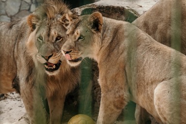 Rīga ZOO: пикантная экскурсия «Зверски сексуально/ Гон» 18+