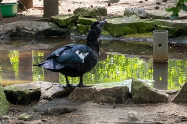 Rīga ZOO: пикантная экскурсия «Зверски сексуально/ Гон» 18+