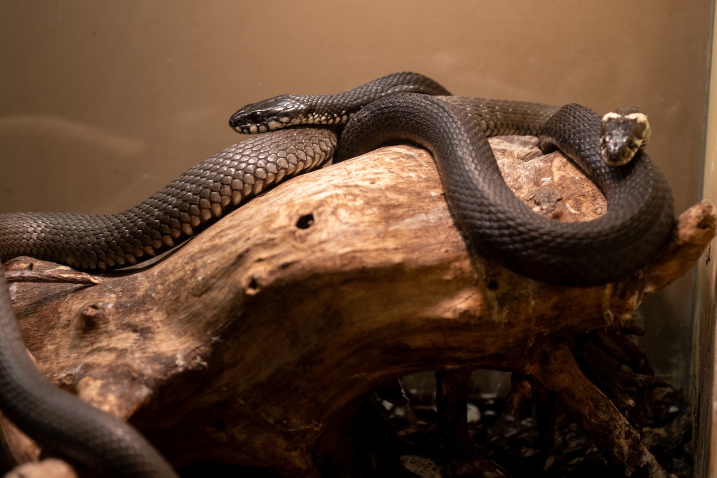 Rīga ZOO: пикантная экскурсия «Зверски сексуально/ Гон» 18+