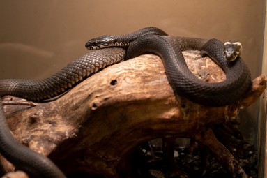 Rīga ZOO: пикантная экскурсия «Зверски сексуально/ Гон» 18+