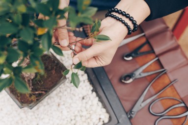 Bonsai veidošanas meistarklase – dzīva māksla Tavās rokās