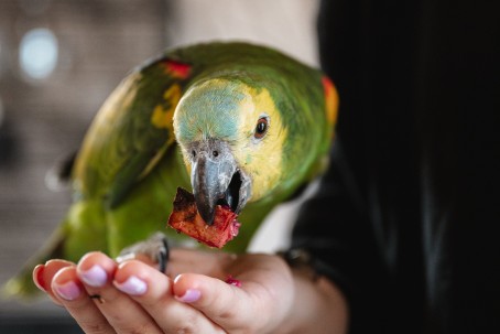 Sigulda ZOO и посещение Дома попугаев для взрослого