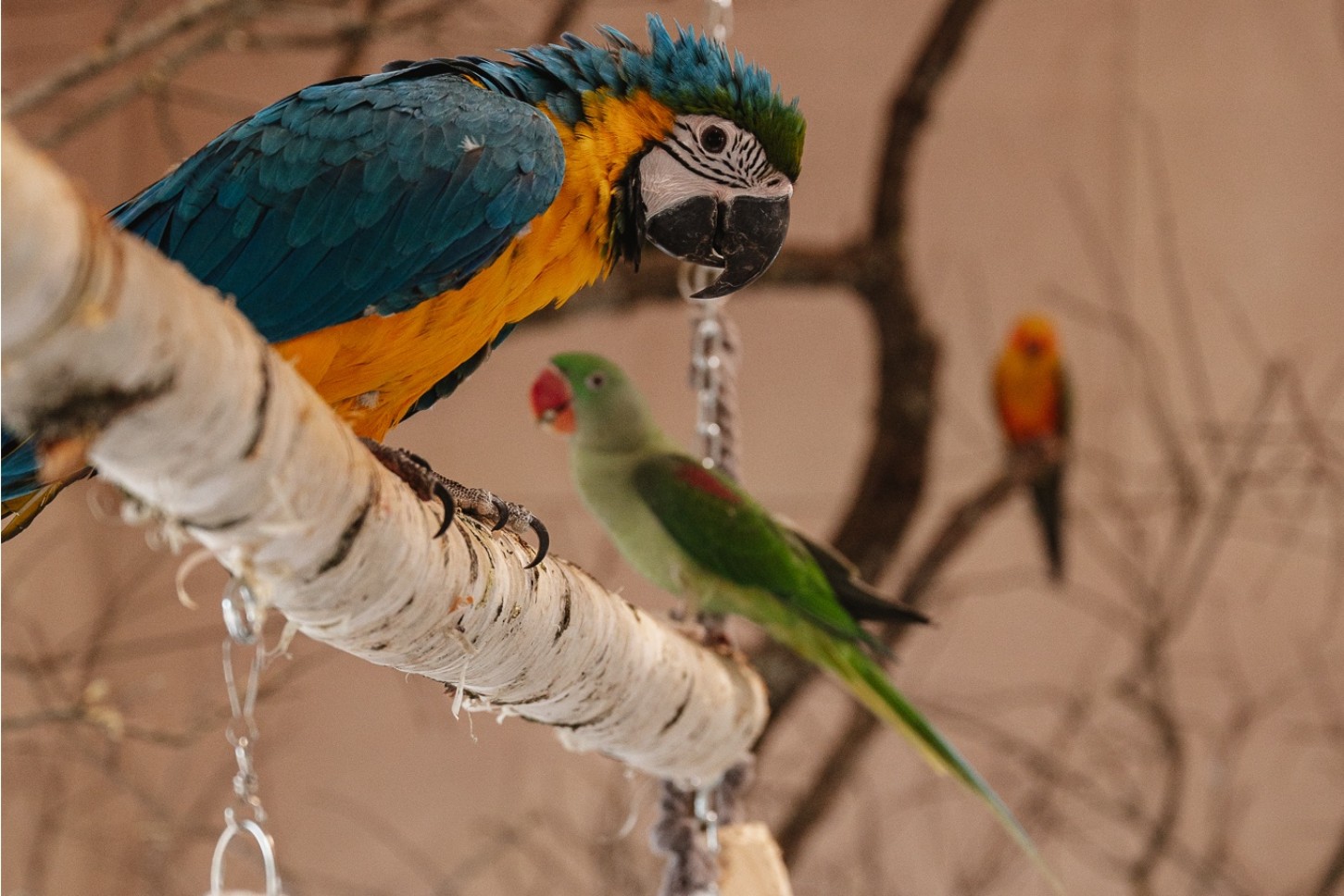 Sigulda ZOO и посещение Дома попугаев для ребенка (3–17 лет)