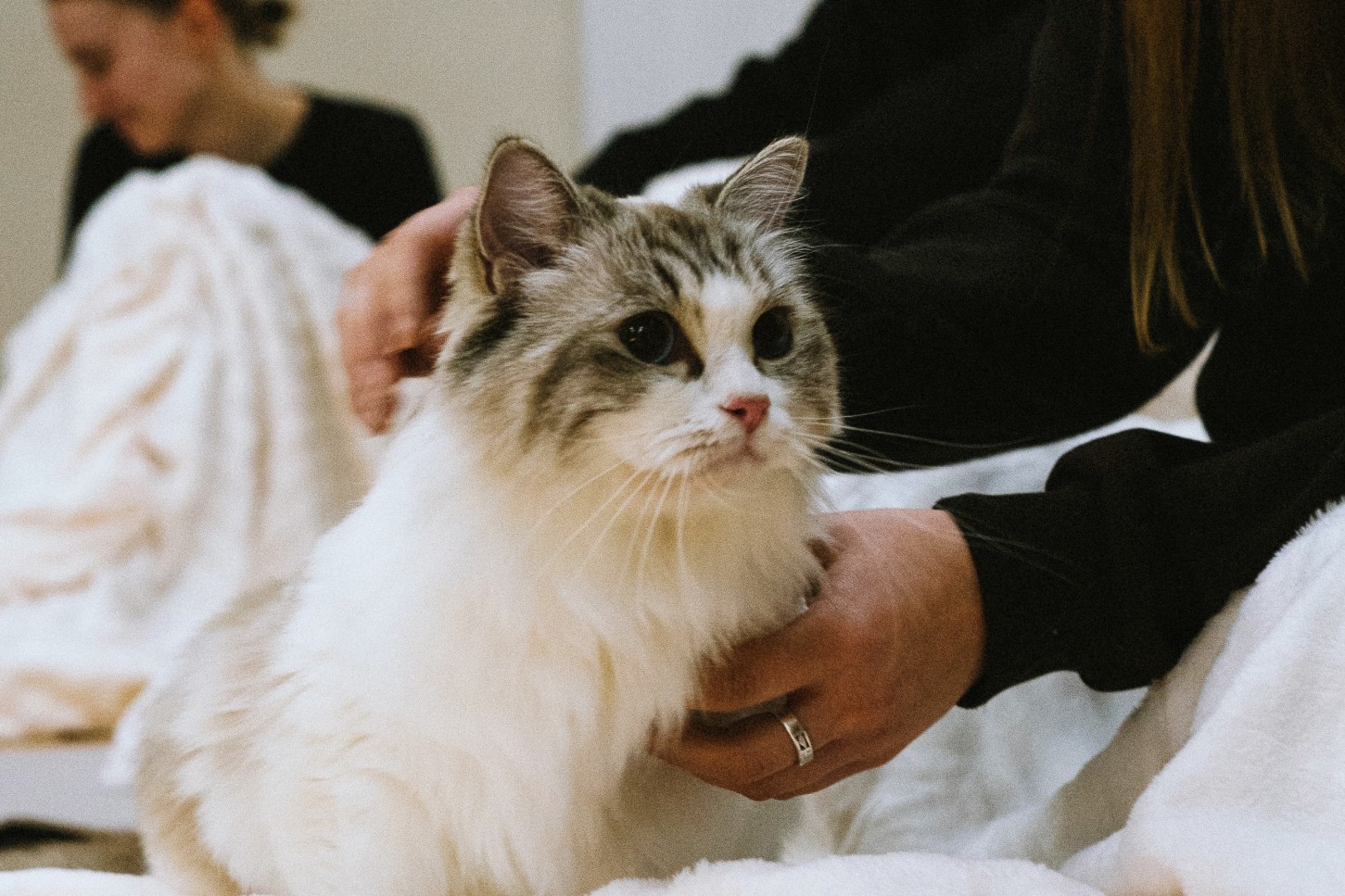 Звуковая медитация с кошками – моменты гармонии в Риге