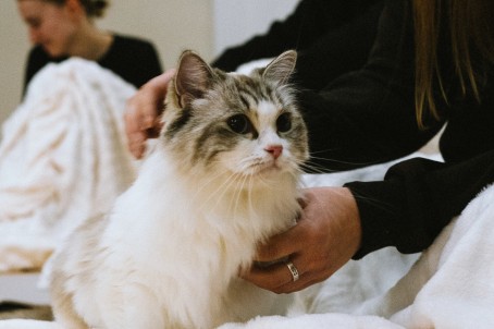 Skaņu meditācija ar kaķiem – harmoniskiem mirkļiem Rīgā