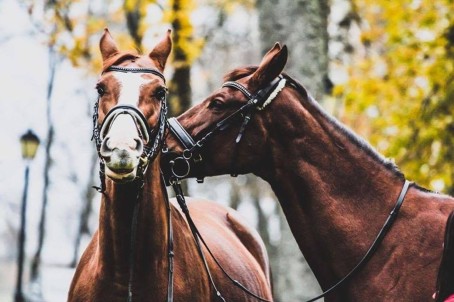 Nakts Bistrampoles muižā: SPA, zirgi un gardumi diviem