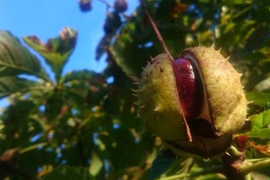 Ar kajaku pa Misas upi (Dalbe–Ozolnieki) un picas diviem
